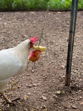 Chicken 2